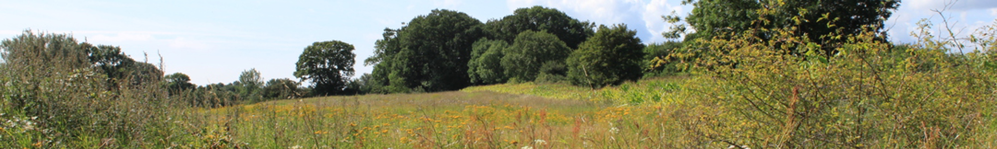 Meadow Langeland NS 09720